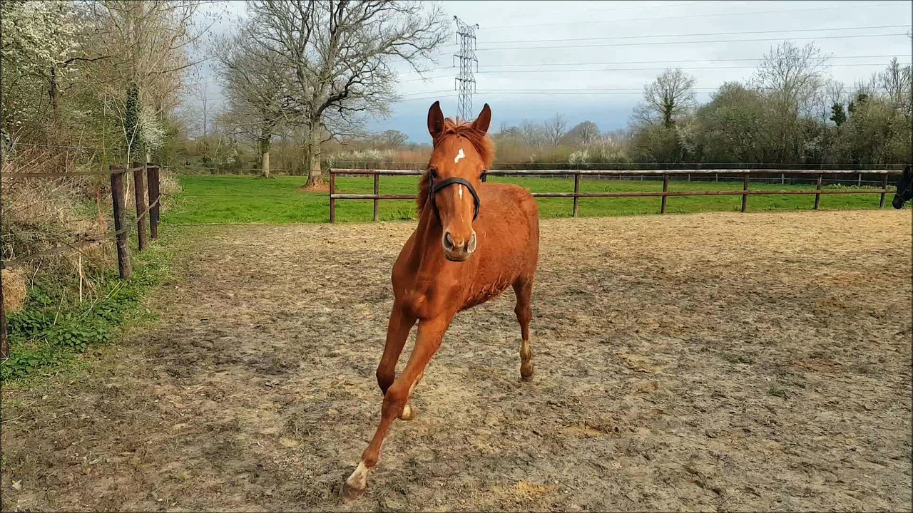 Huny d'or, Hrimfax, Heazy et Happy Hand avril 2018