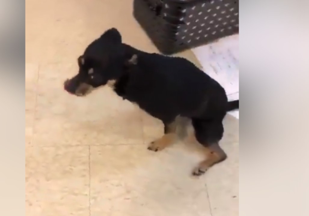 Seven-Pound Puppy Is Hit-and-Run Victim But Still Can't Take the Smile Off Its Face