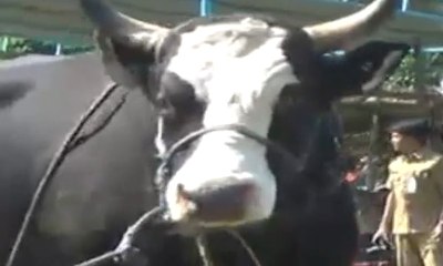 Tingkatkan Populasi, Pemerintah Adakan Kontes Sapi
