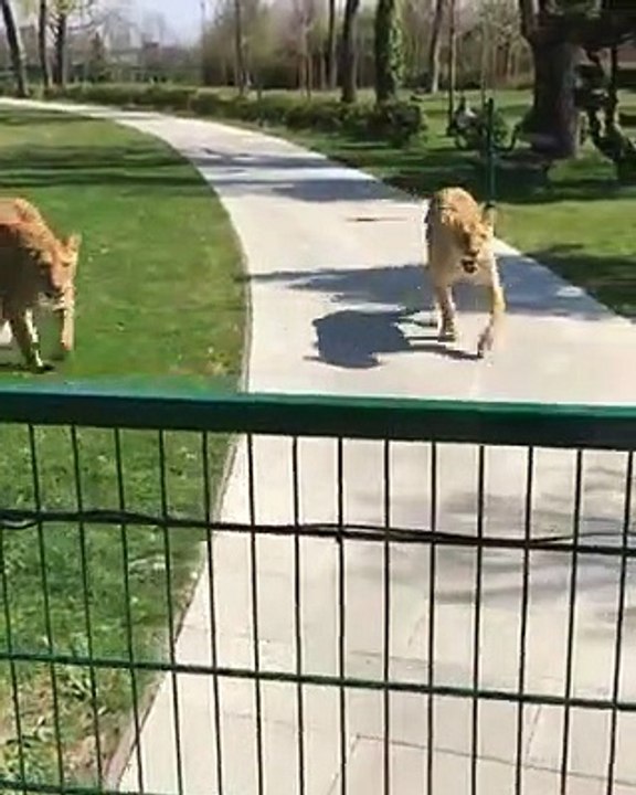 love among wild animals and human