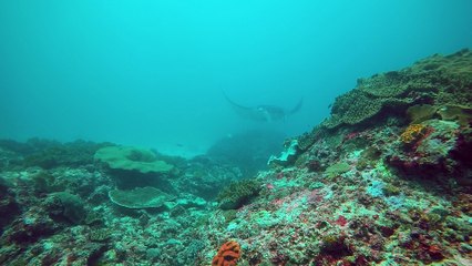 Scuba Diving Bali