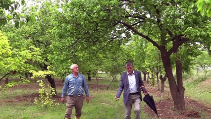 Tarım alanlarını dolu vurdu - MALATYA