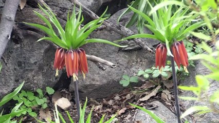 Ters lalelerin görsel şöleni - BATMAN