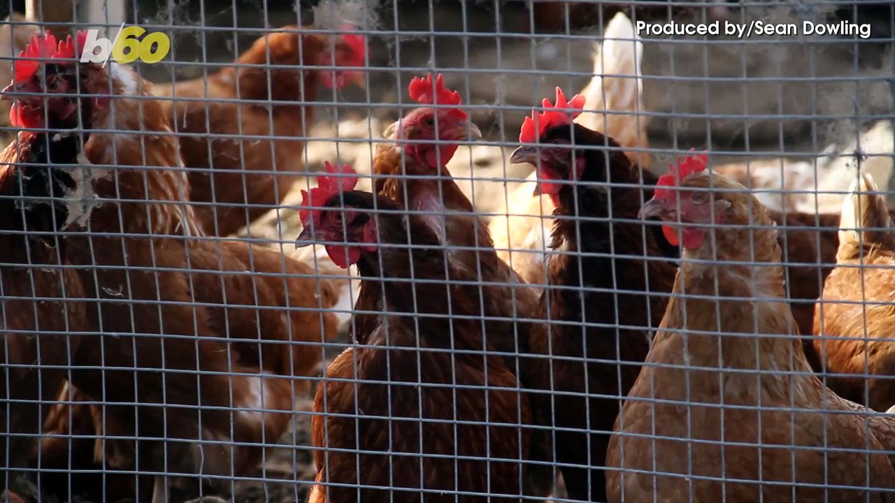 Chicken Tries to Cross the Road, Gets Busted for Jaywalking