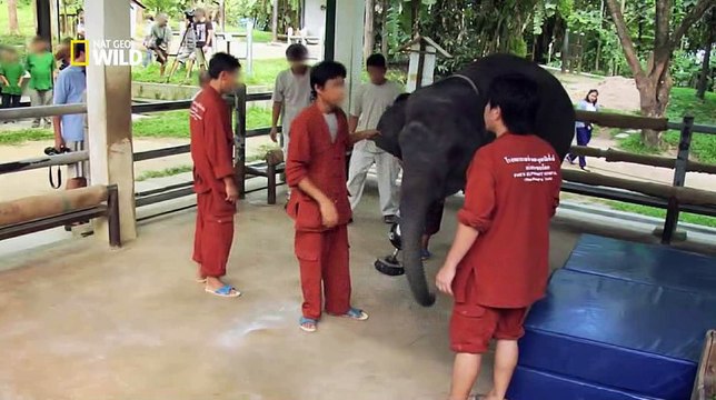 Drôles d'amis Drôles d'amours