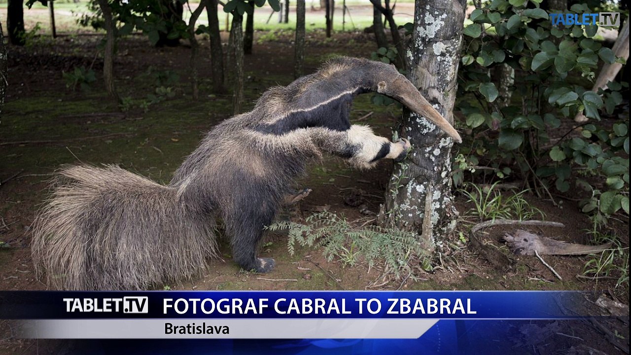 Fotograf vyhral svetovú súťaž s vypchatým mravenčiarom