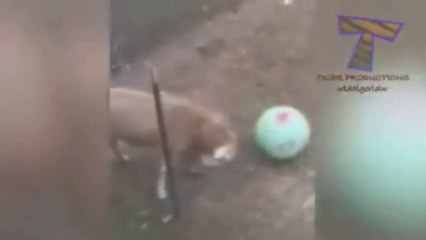 When Your Goat is a Football Player-Funny Animals Video