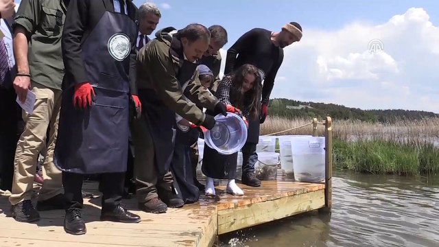 Abant Gölü'ne 100 bin Abant alası bırakıldı - BOLU