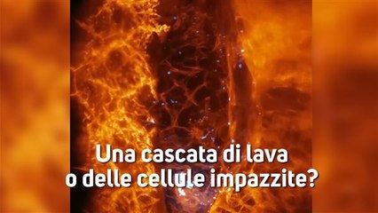 Hai mai pensato di poter vedere le tue cellule in 3D?