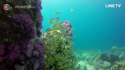 Chàng Tiên Cá - Tập 1 - Phim Thái Lan