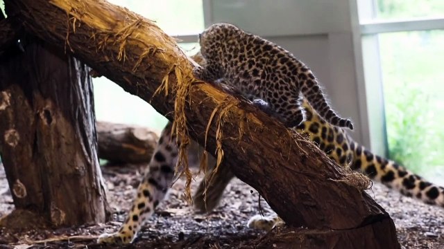 Adorable baby leopards have been born at Vienna zoo