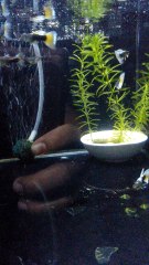 Hb yellow - hướng dẫn nuôi cá bảy màu