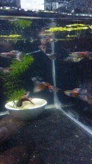 Red grass - hướng dẫn nuôi cá bảy màu