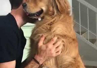 Adorable Golden Retriever Is Truly Man's Best Friend