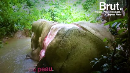 VIDÉO. En Asie, le trafic de peaux d’éléphants se développe