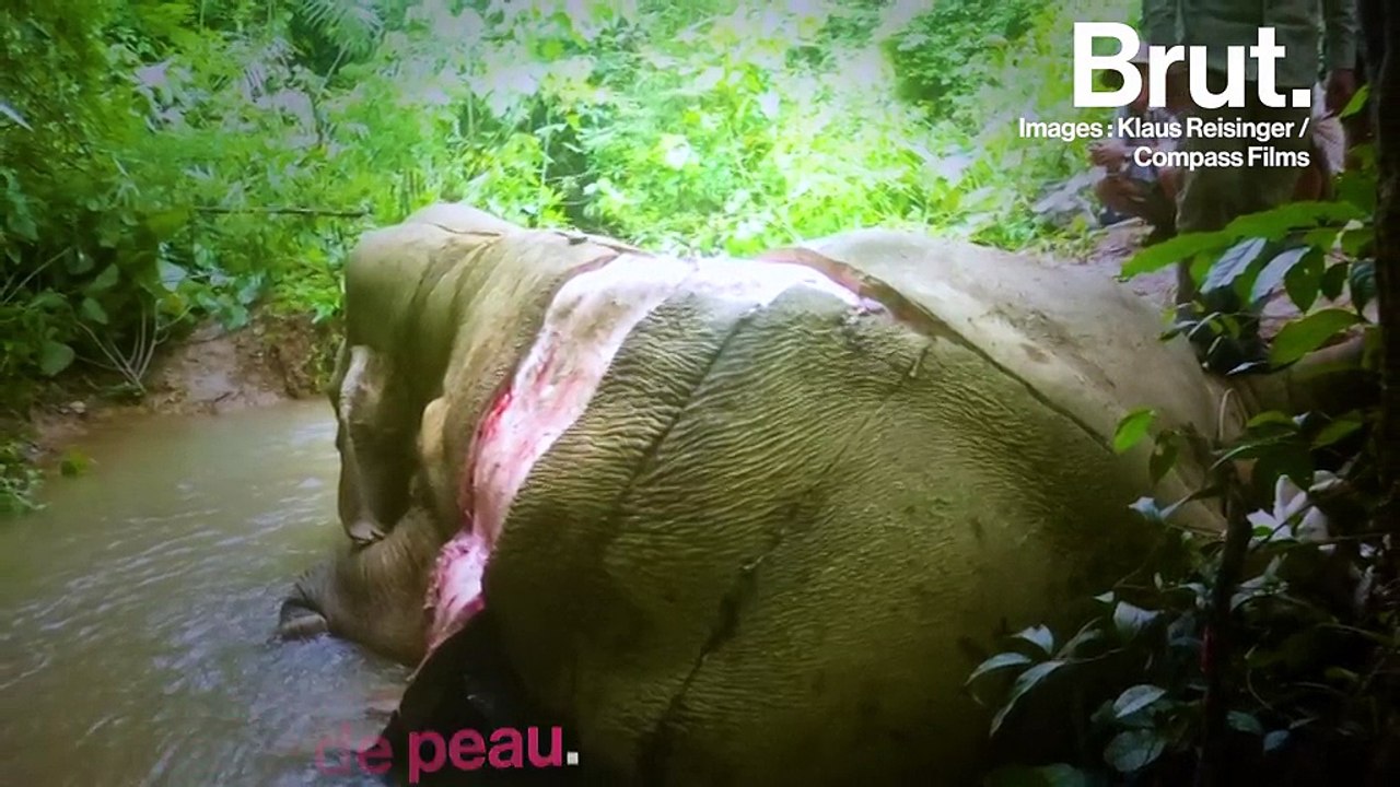 VIDÉO. En Asie, le trafic de peaux d’éléphants se développe
