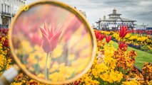 Up Close & Personal! You've Never Seen Spring Flowers Like This