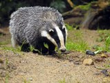 LBC Radio - Nick Ferrari at Breakfast 2May18 - Dominic Dyer discusses Badger cull policing & criminal gangs selling badgers for dog baiting
