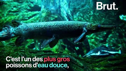 VIDEO - Rencontre avec l’alligator garpique, un prédateur d'eau douce