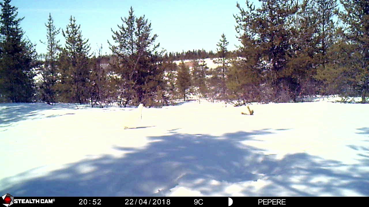 22-04-2018 - broceliande - lagopède des saules