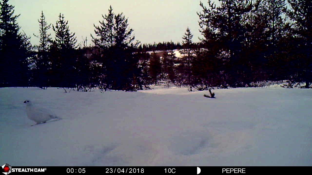 23-04-2018 - broceliande - lagopède des saules