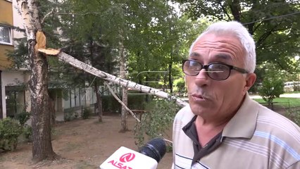 Скопје Север, некастрените и неодржувани дрва oпасност за жителите