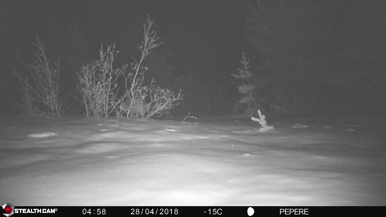 28-04-2018 - broceliande - loups