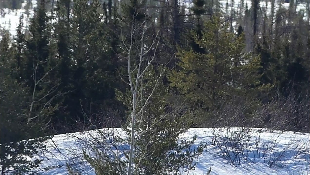 28-04-2018 - Rencontre avec deux loups