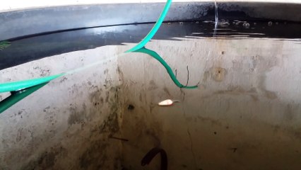 Primeira pescaria na caixa d'água