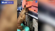 Pais orgulhosos não saem de perto da incubadora para vigiar seus bebês prematuros