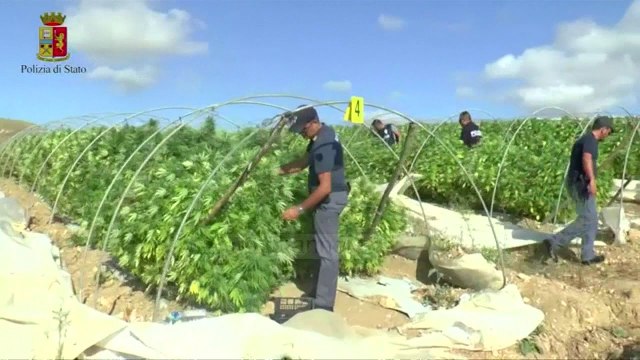 Operacion antidrogë në Siçili, kapen 2.6 tonë kanabis - Top Channel Albania - News - Lajme
