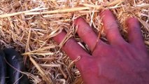 Preparing substrate: chopping straw - Mushroom Cultivation Videos Episode X