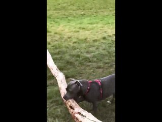Un chien rapporte un très gros bâton pour jouer avec son maître