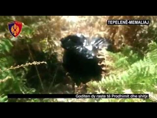 55 kg drogë në 2 operacione të ndryshme