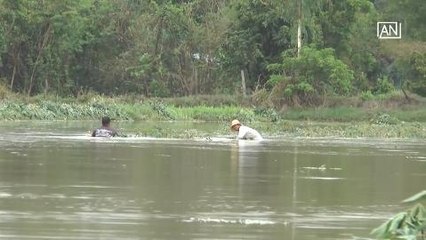 Cassava farmers suffer losses due to excessive rainfall