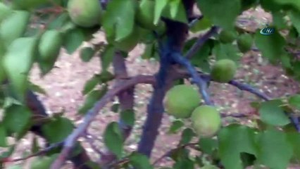 Ceviz büyüklüğündeki dolu, bahçelere zarar verdi