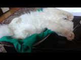 funny persian cat sleep - choku sleep funny