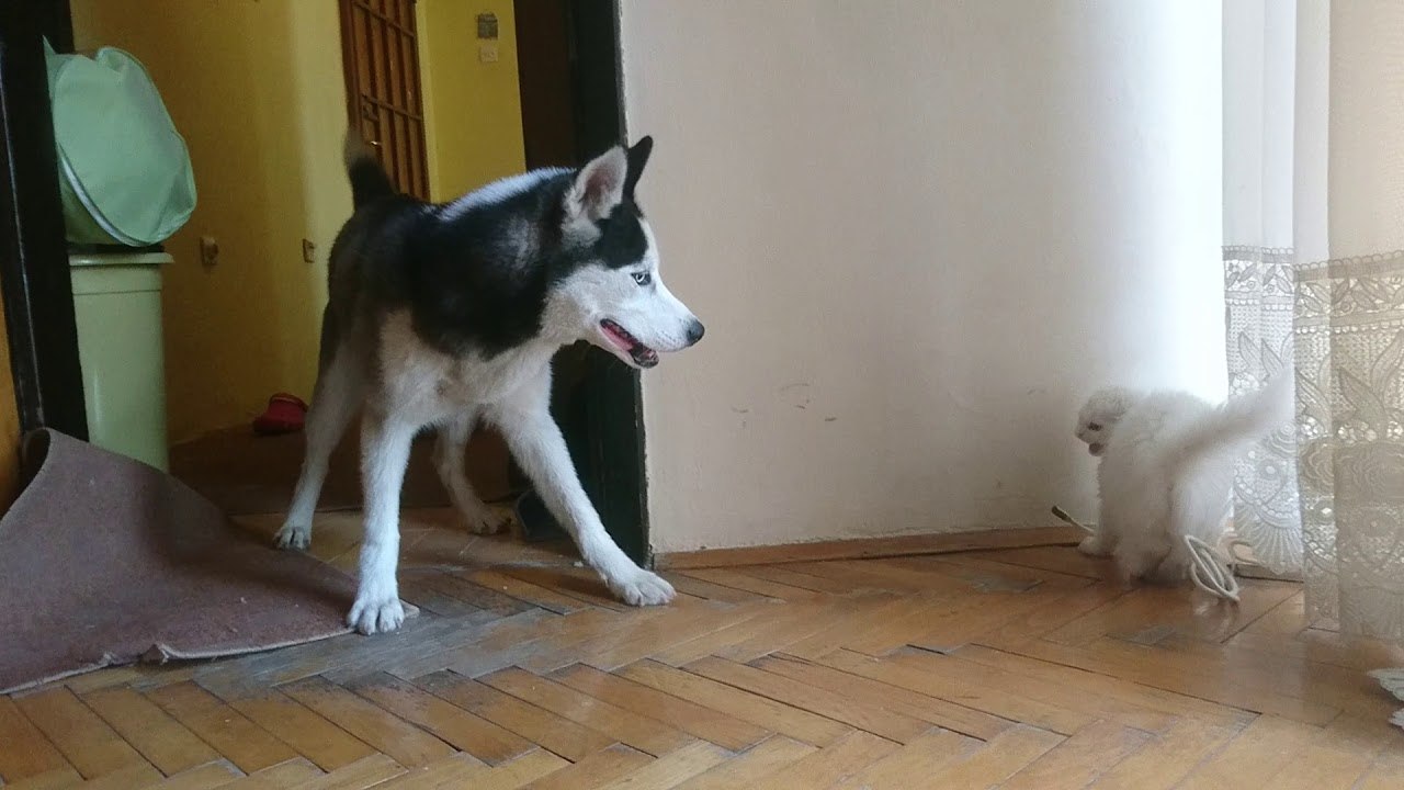 funny persian cat and alaskan malamute play - Choku & Mia play