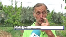 Alpes-de-Haute-Provence : le gel a frappé les vergers d'abricotier