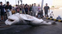 The Shark Hunters of Japan  (Part 1)