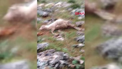 Isparta Sürüye Yıldırım İsabet Etti, 40 Hayvan Telef Oldu