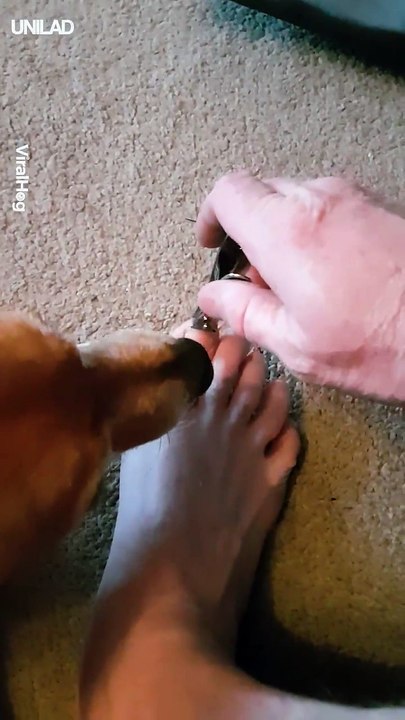 Quand ton chien ne veut pas te rendre ton pied