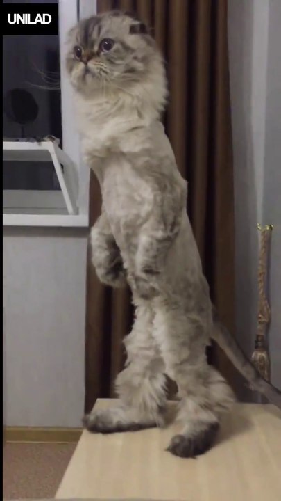 Ce chat se tient debout comme un homme... Trop bizarre