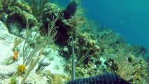ALL ABOUT Spearfishing in the Bahamas