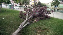 Şiddetli fırtınanın hakim olduğu Kütahya'da ağaç rüzgarda böyle devrildi