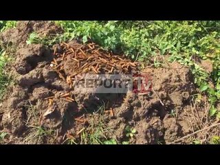 Report TV - Shkodër,500 fishekë në një fushë në Bërdicë