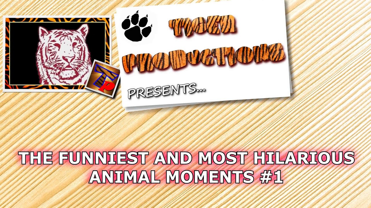 The funniest and most hilarious ANIMAL videos #1 - Funny animal compilation - Watch & laugh!
