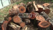 Report TV - Troket dimri në zonën e Kukësit, rriten çmimet e druve të zjarrit
