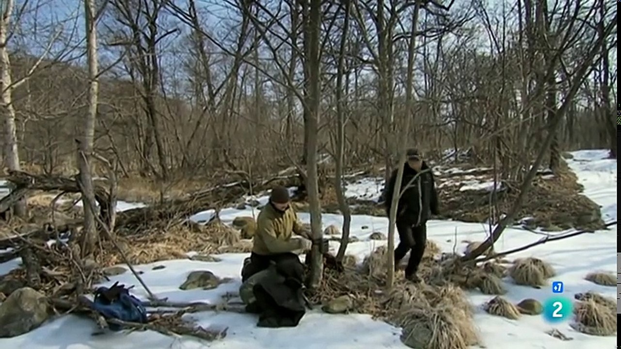 DOCUMENTALES DE ANIMALES A la 'caza' del tigre ruso,ANIMALES SALVAJES,DOCUMENTAL,ANIMALES DOCUMENTAL,TIGRES,DOCUMENTALES INTERESANTES,TIGRE