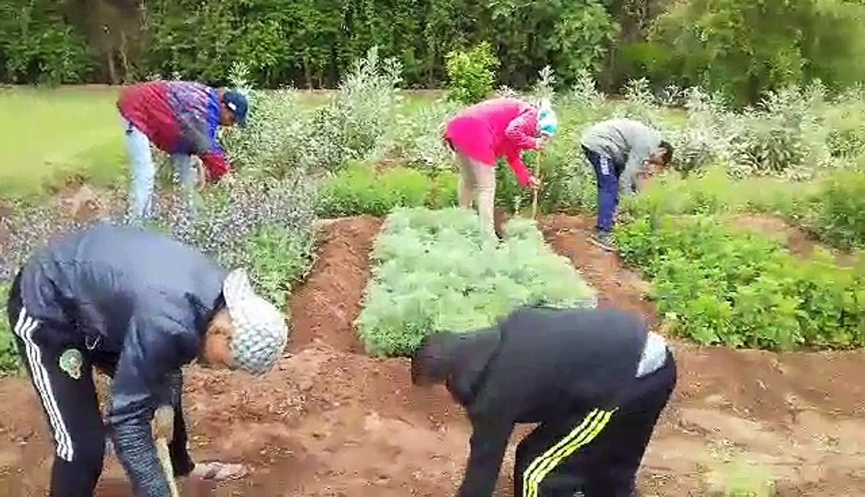 Les jardiniers et la vue d'ensemble sur les différents carrés de plantes aromatiques